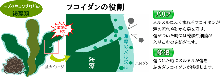 モズク、コンブ、褐藻類、役割、傷、身を守