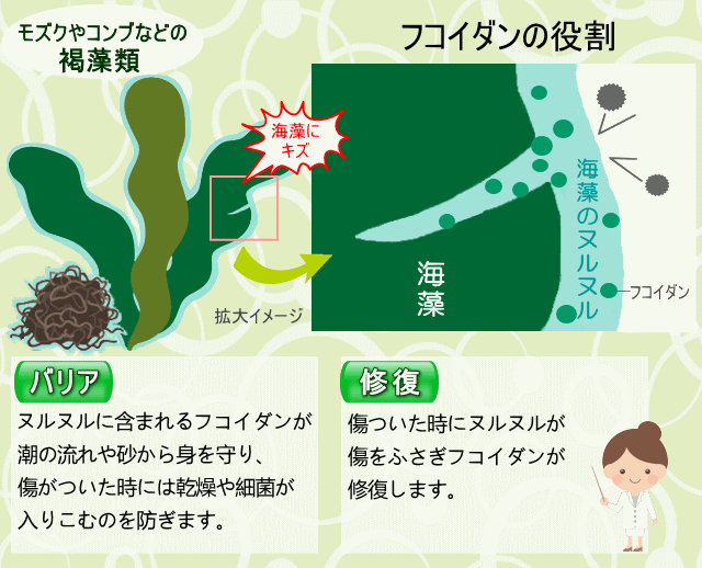 モズクやコンブのヌルヌルが守る