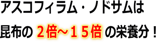 アスコフィラム・ノドサムは栄養分が多い