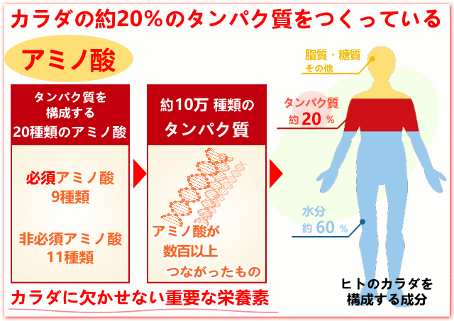 20種類の必須アミノ酸・非必須アミノ酸