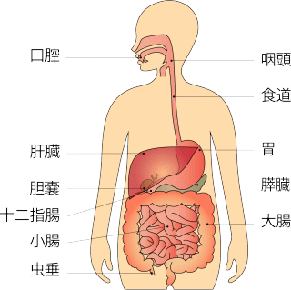 HiEsophagusj͏ǂ̈ꕔ