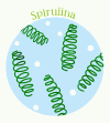 スピルリナ（Spirulina）とは