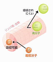フコイダンは高分子?低分子?どっちがいいの?