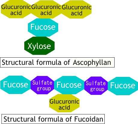 Ascophyllan structural formula and Ascophyllum nodosum brown algae