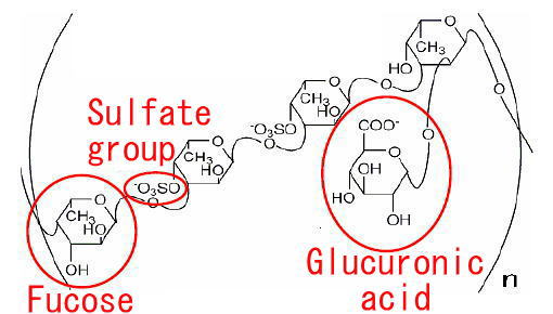 Molecular structure of fucoidan showing sulfate groups