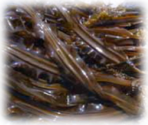 Hokkaido makobu kelp brown algae source of fucoxanthin