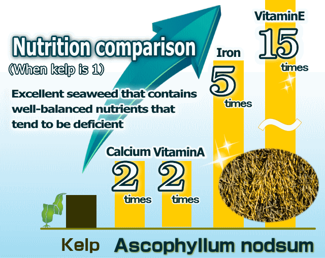 栄養学的にすぐれた海藻アスコフィラムノドサム