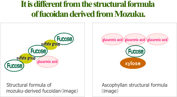 アスコフィランとフコイダンの構造式