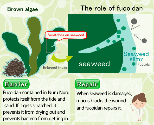 The role of fucoidan